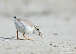 Piping Plover