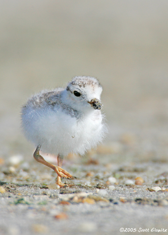 Piping Plover