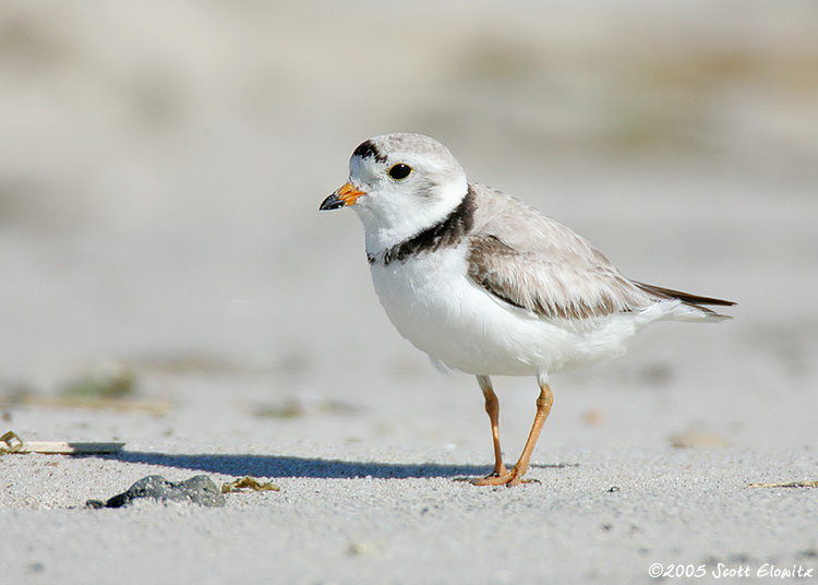 Piping Plover