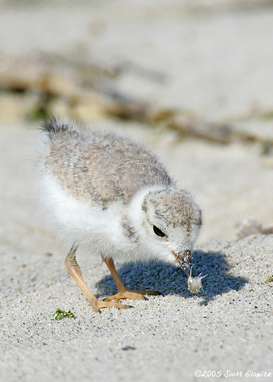 Piping Plover