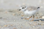 Piping Plover