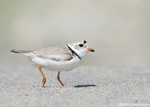 Piping Plover