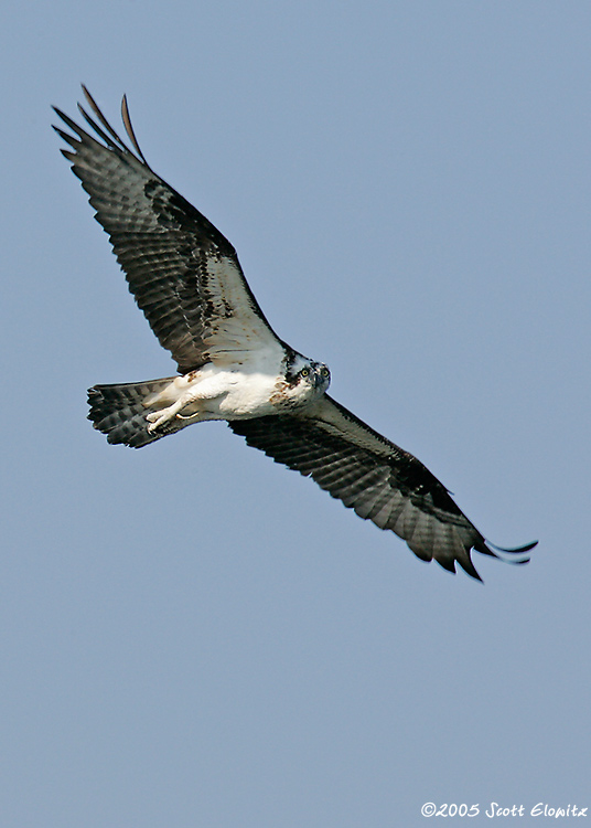 Osprey