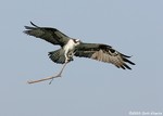 Osprey