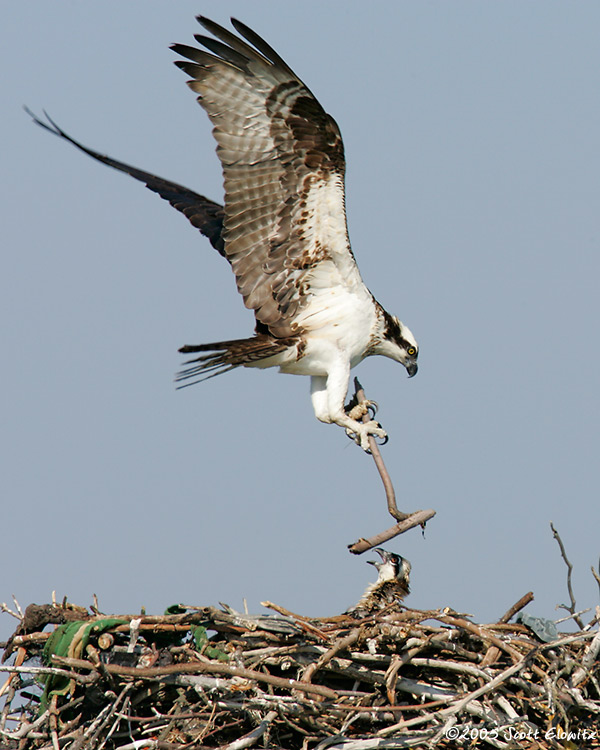 Osprey