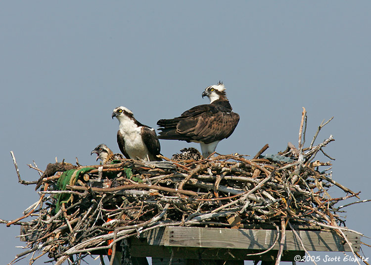 Osprey