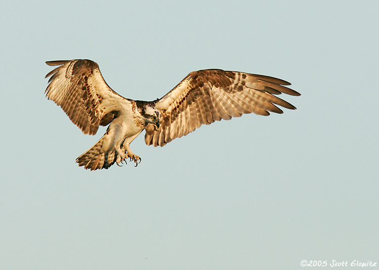 Osprey