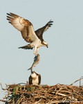 Osprey