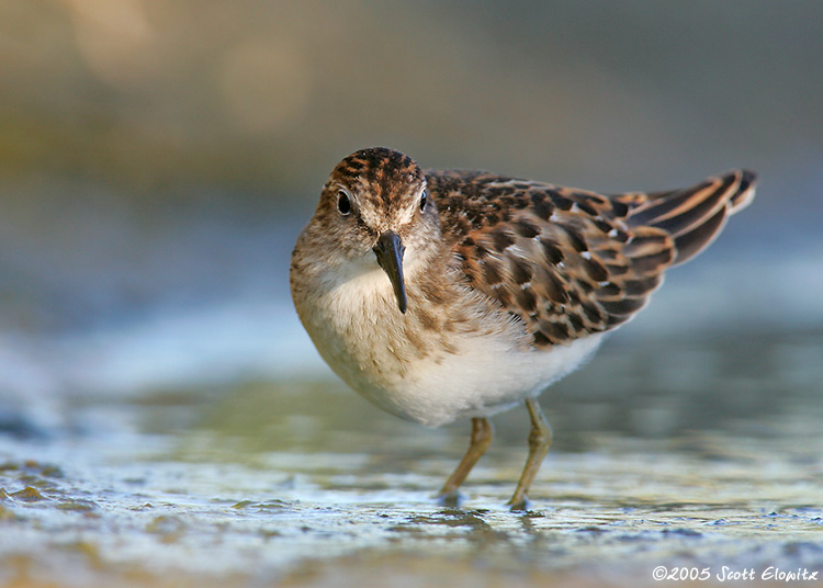 Least Sandpiper