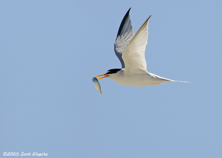 Least Tern