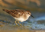 Least Sandpiper