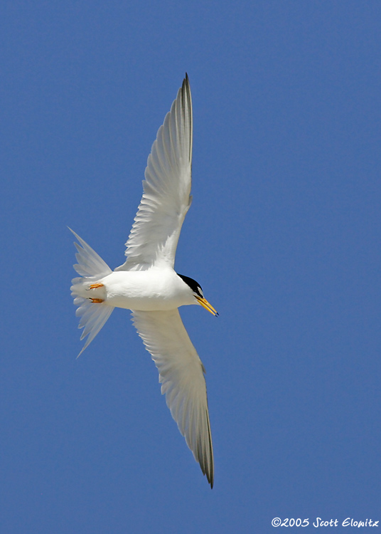 Least Tern