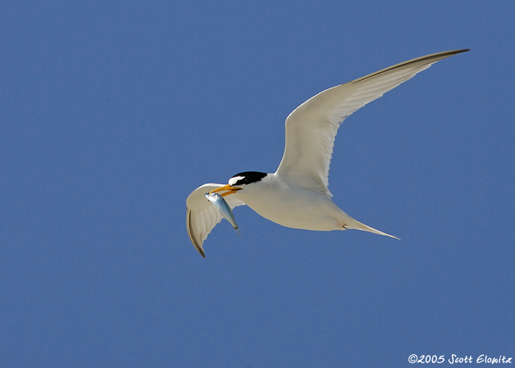 Least Tern