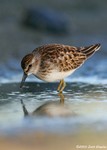 Least Sandpiper