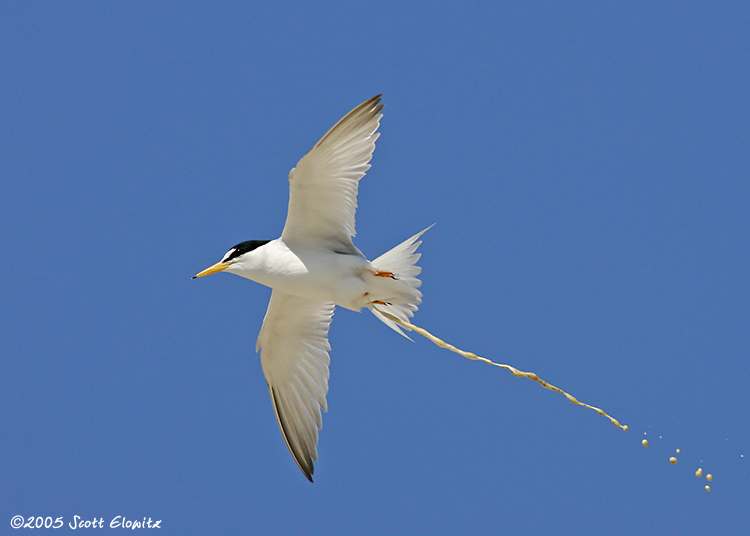 Least Tern