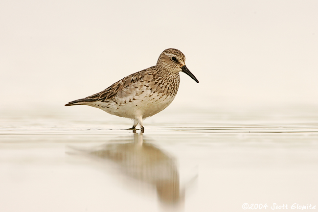 White-rumped Sandpiper