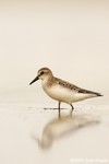 Western Sandpiper