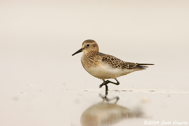 Baird's Sandpiper