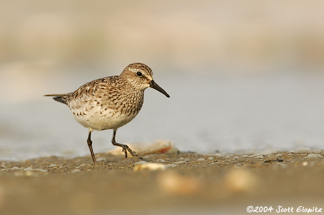 White-rumped Sandpiper