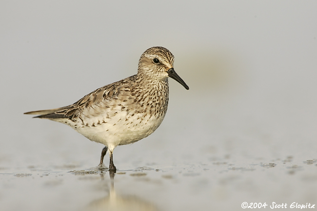 White-rumped Sandpiper