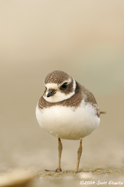 Semipalmated Plover 