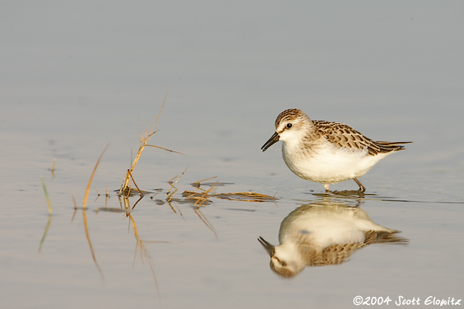 Semipalmated Sandpiper