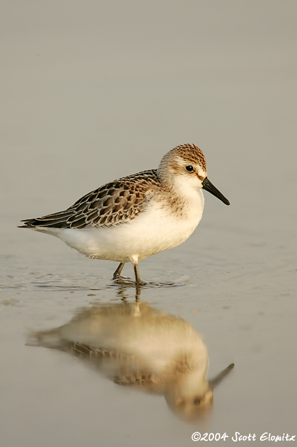 Semipalmated Sandpiper