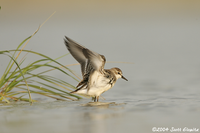 Semipalmated Sandpiper