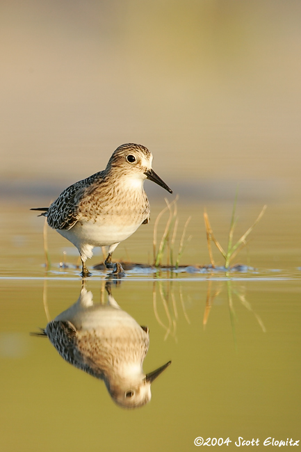 Baird's Sandpiper