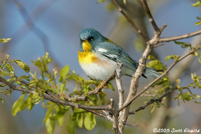 Northern Parula