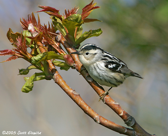 Black-and-White Warbler