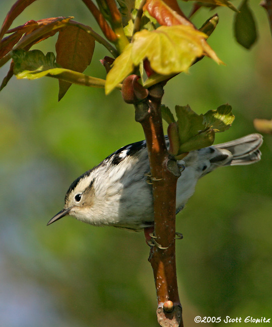 Black-and-White Warbler