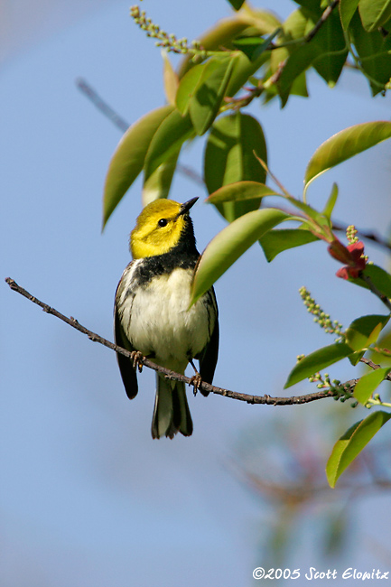 Black-throated Green Warbler