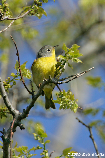 Nashville Warbler