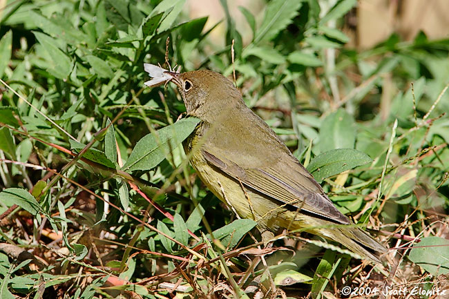 Connecticut Warbler