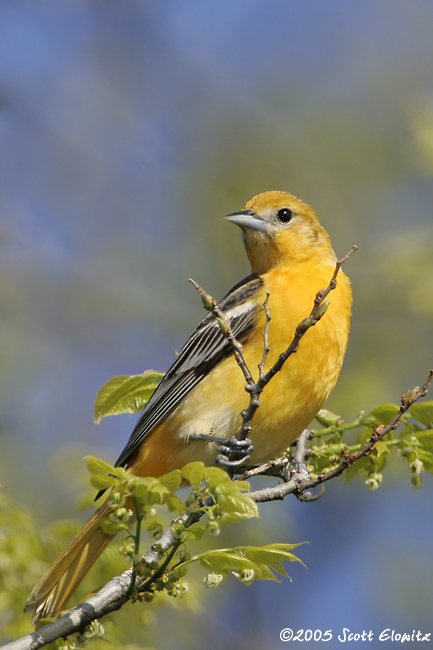 Northern Oriole