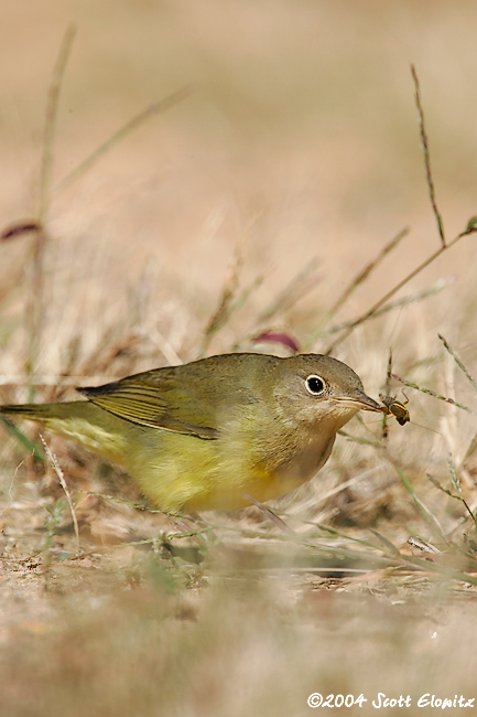 Connecticut Warbler