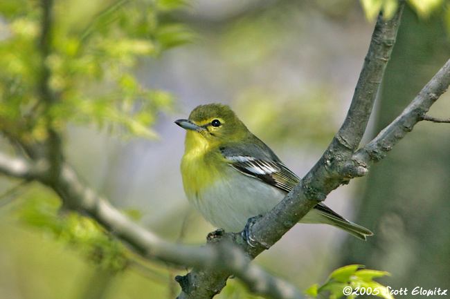 Yellow-throated Vireo