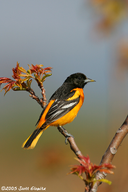 Northern Oriole