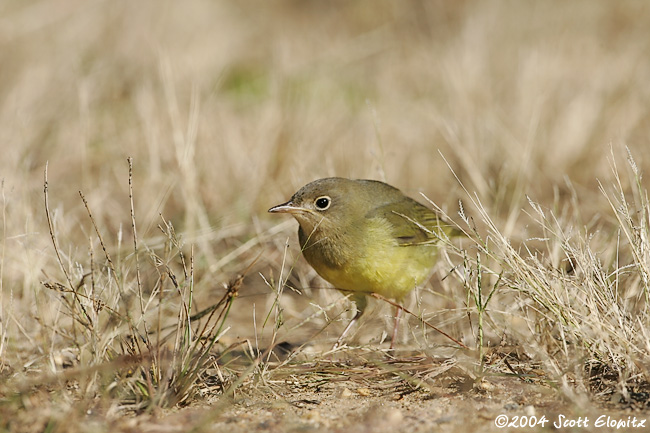 Connecticut Warbler