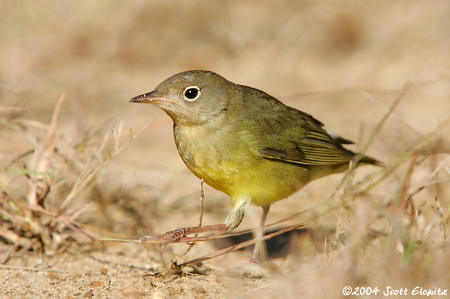 Connecticut Warbler