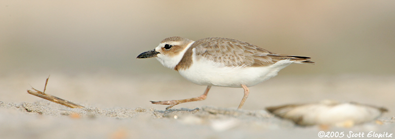 Wilson's Plover
