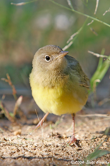 Connecticut Warbler