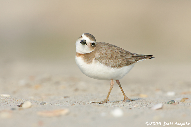 Wilson's Plover