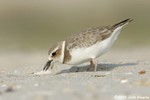 Wilson's Plover