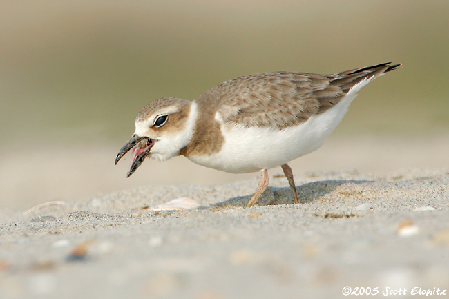 Wilson's Plover