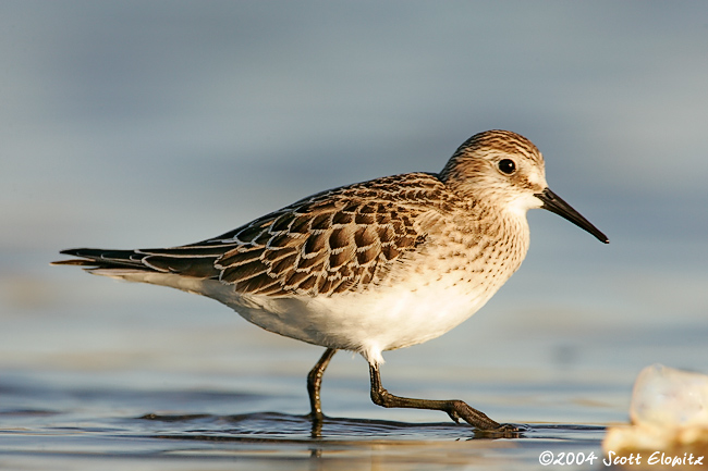 Baird's Sandpiper