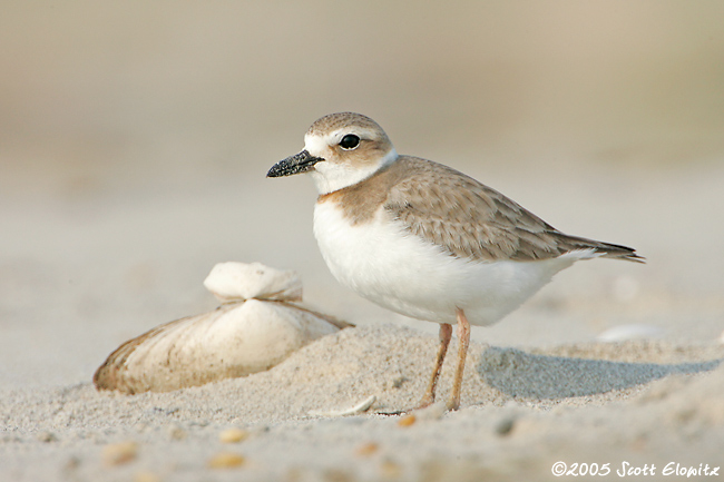 Wilson's Plover