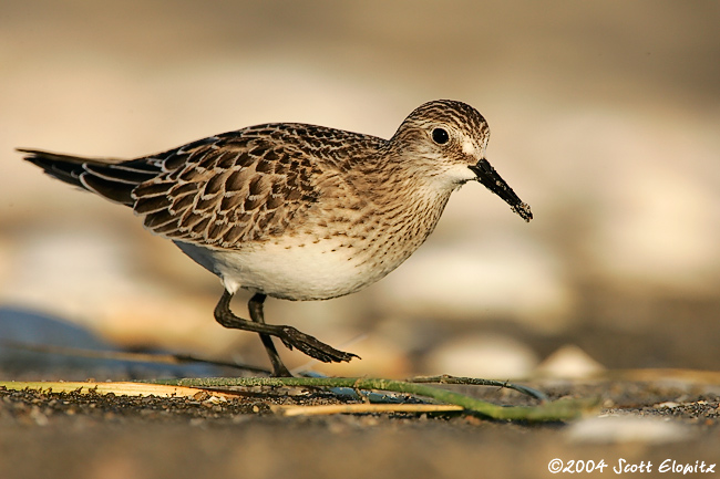 Baird's Sandpiper