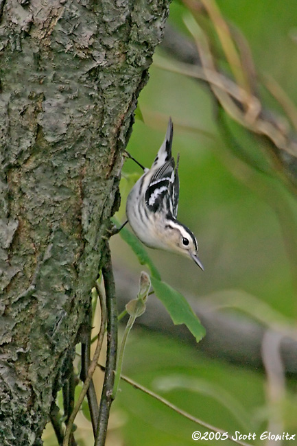 Black-and-White Warbler